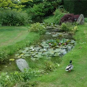 Der Bachlauf im Garten – Wasser bringt Ruhe und Erholung