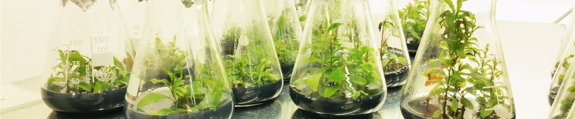 Lorberg Pflanzen Forschung Slider.png Lorberg Pflanzen Forschung Slider.png