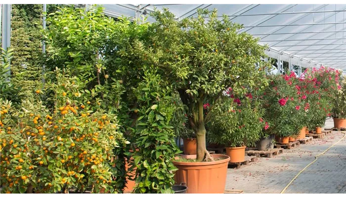 Rent-A-Tree in Kleinziethen