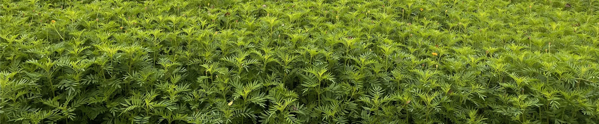 Baumschule Lorberg Tagetes slider.jpg