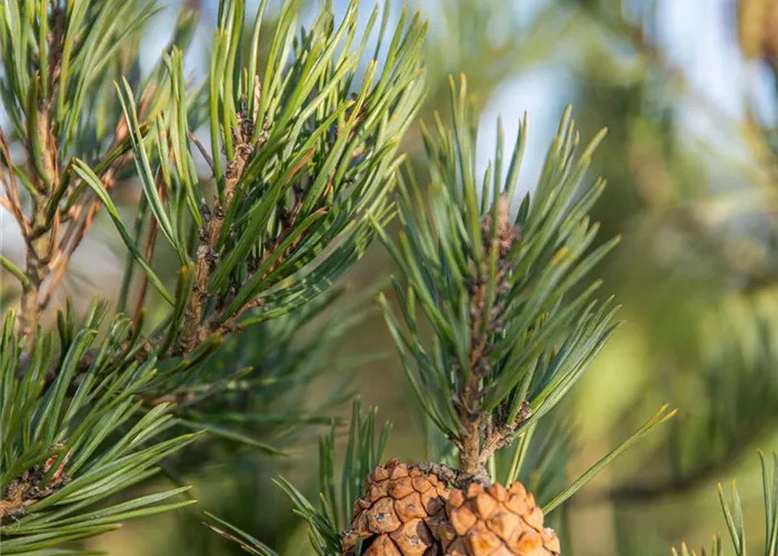 Pflanze des Monats Dezember: Pinus sylvestris (Waldkiefer)