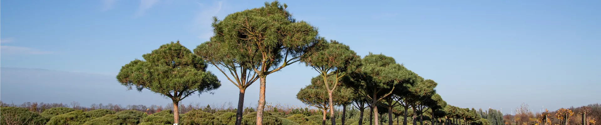 IMG_4187.JPG IMG_4187.JPG