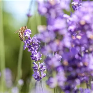 Bienenfreundliche Sommerblumen – ein Büffet für Biene und Co. Bienenfreundliche Sommerblumen – ein Büffet für Biene und Co.