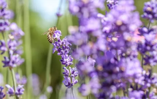 Bienenfreundliche Sommerblumen – ein Büffet für Biene und Co. Bienenfreundliche Sommerblumen – ein Büffet für Biene und Co.