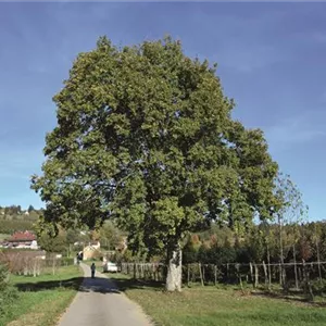 Acer monspessulanum Acer monspessulanum