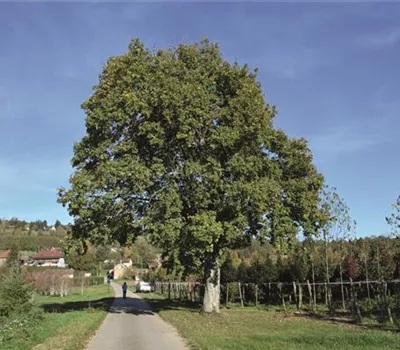 Acer monspessulanum Acer monspessulanum