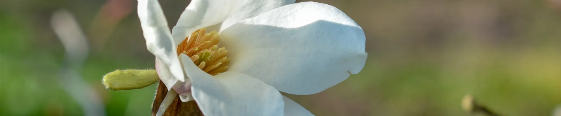 04-19_PdM_Magnolia_kobus_Text_1_Baum-Magnolie_Wuchs.jpg
