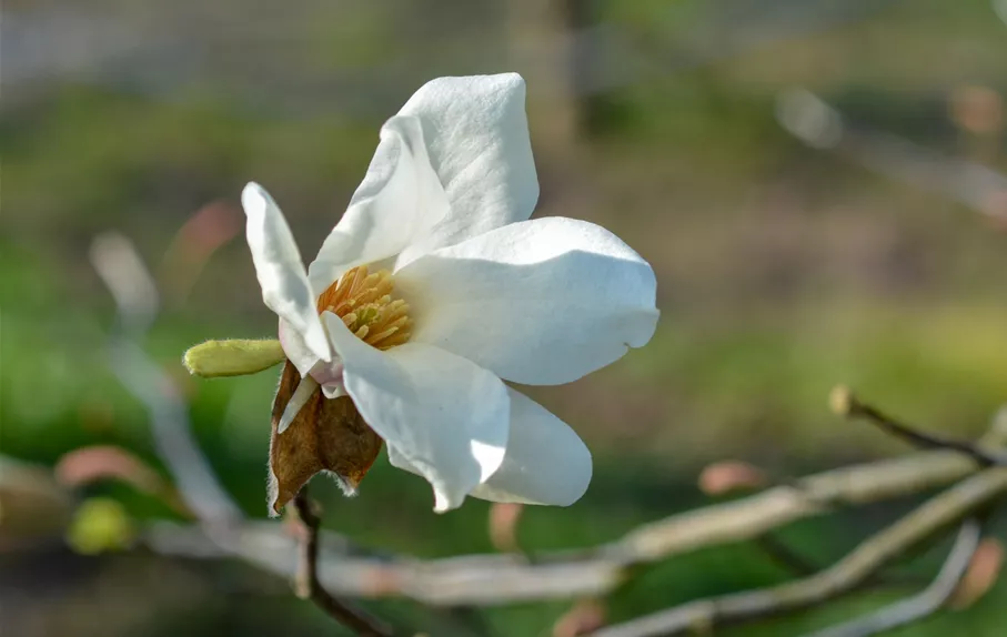 04-19_PdM_Magnolia_kobus_Text_1_Baum-Magnolie_Wuchs.jpg