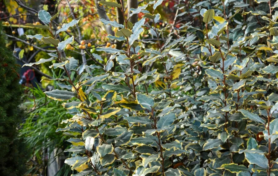 02-20_PdM_Text_2_Elaeagnus_ebbingei__Viveleg__OElweide.jpg