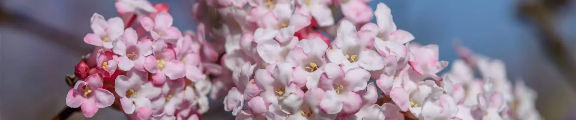 Viburnum bodnantense 'Dawn' 1.jpg