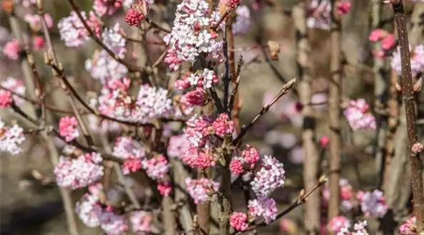 Viburnum bodnantense 'Dawn' 2.jpg