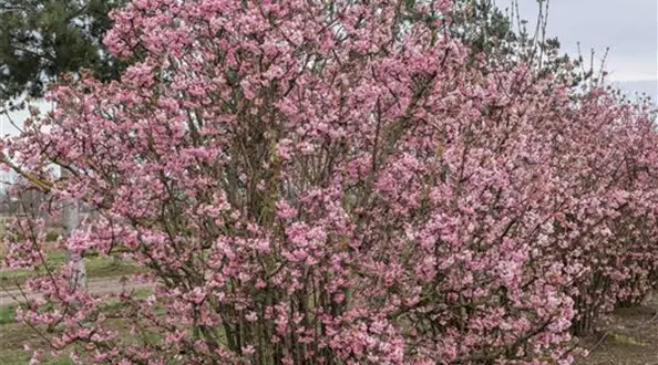 Viburnum bodnantense Dawn 200-300 x 250-300-350-400 (1).jpg