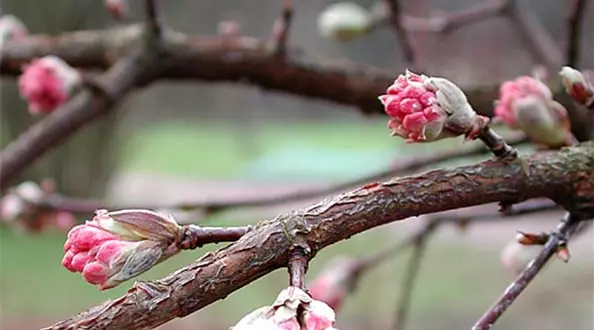 viburnum_bodnantense_dawn.jpg