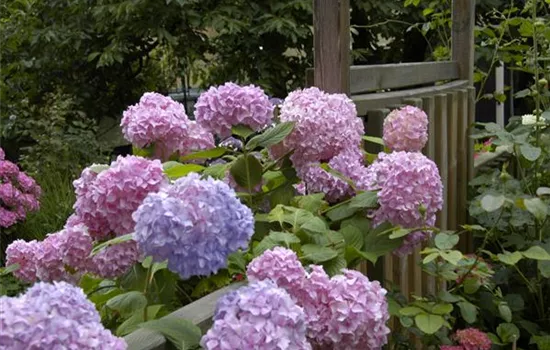 The Hydrangea in the Garden – Thirsty Beauty with Character