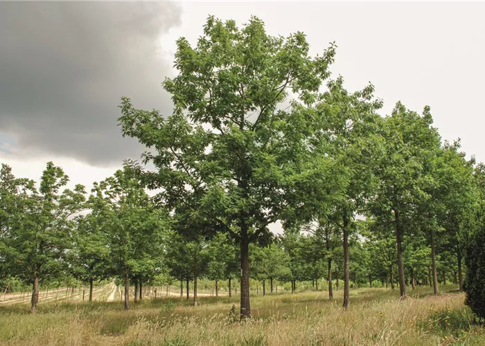 Pflanze des Monats Januar 2025: Quercus rubra (Roteiche)
