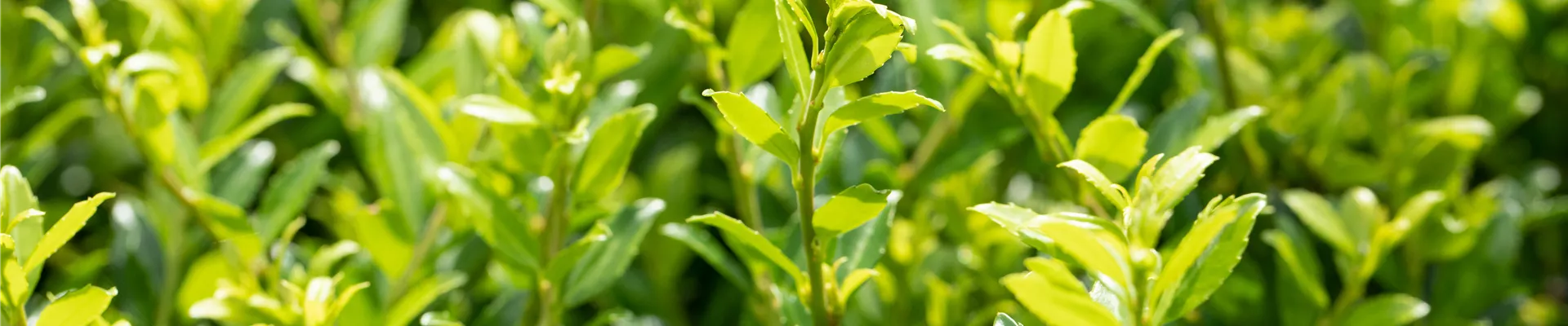 GS649915.jpg GS649915.jpg