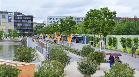 640 Juni 2019 - Zelkova 2 Jahre nach Pflanzung (1).JPG