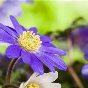 Anemonen im Topf bringen Farbenfreude auf den Balkon Anemonen im Topf bringen Farbenfreude auf den Balkon