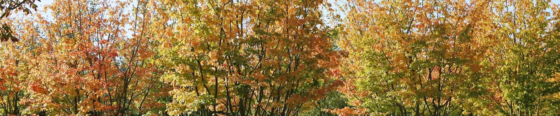 1_Imagebild Pflanzenqualität zur Lieferung Parrotia persica Schirm mehrst. 200-300 x 400-500; KAS 220 (1).JPG 1_Imagebild Pflanzenqualität zur Lieferung Parrotia persica Schirm mehrst. 200-300 x 400-500; KAS 220 (1).JPG