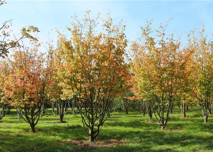 Pflanze des Monats Februar 2025: Parrotia persica (Persischer Eisenholzbaum)