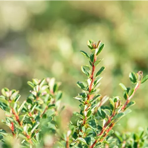 Cotoneaster micro.'Cochleatus'