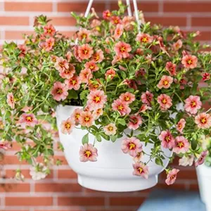 Hanging Baskets, die Alternative zum Beet