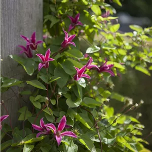 Clematis tex.'Princess Diana' Clematis tex.'Princess Diana'