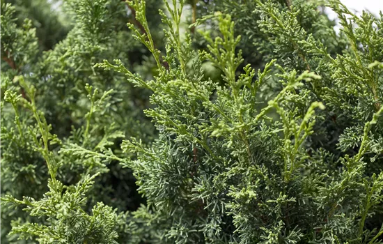 Juniperus chin. 'Keteleeri'
