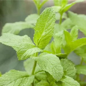 Das ist dufte! Die Offensive für die Sinne Das ist dufte! Die Offensive für die Sinne