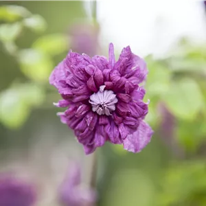 Clematis viticell.'Purpurea Plena Elegans' Clematis viticell.'Purpurea Plena Elegans'