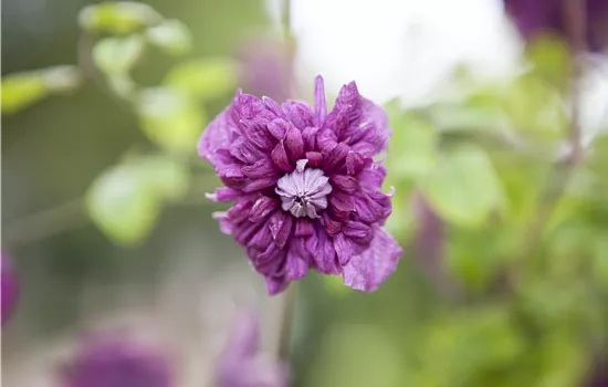 Clematis viticella 'Purpurea Plena Elegans'