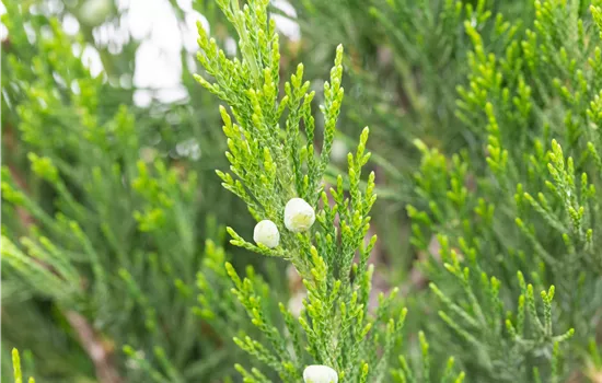 Juniperus chin. 'Spartan'