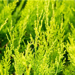 Cupressocyparis leyl.'Castlewellan Gold' Cupressocyparis leyl.'Castlewellan Gold'