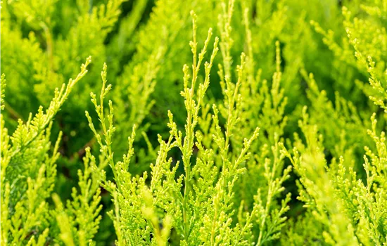 Cupressocyparis leyl.'Castlewellan Gold' Cupressocyparis leyl.'Castlewellan Gold'