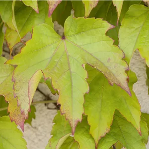 Parthenocissus tric.'Veitchii' Parthenocissus tric.'Veitchii'