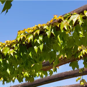 Parthenocissus tric.'Veitchii'