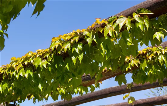 Parthenocissus tric. 'Veitchii'