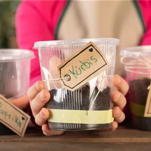 Mini-Gewächshaus – mit Plastik etwas Gutes tun