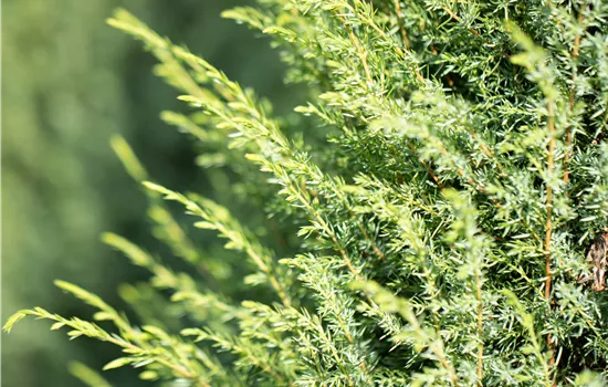 Juniperus com. 'Hibernica' Juniperus com. 'Hibernica'