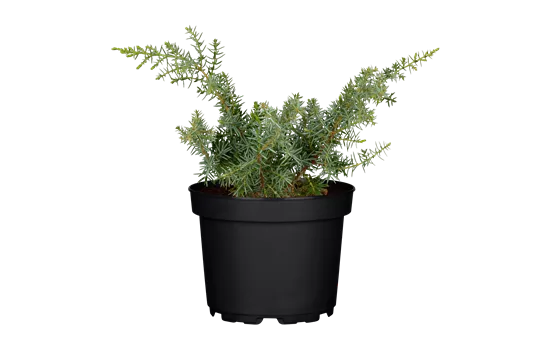 Juniperus com. 'Meyer' Juniperus com. 'Meyer'