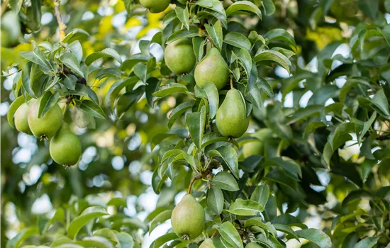 Pyrus com. 'Gräfin von Paris' CAC