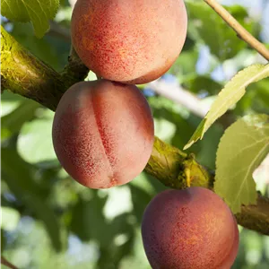 Prunus arm.'Ungarische Beste' CAC