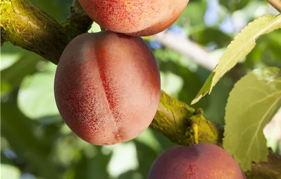 Prunus arm.'Ungarische Beste' CAC