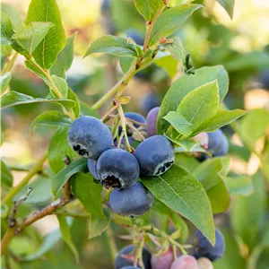 Vaccinium corymb.'Bluecrop' CAC