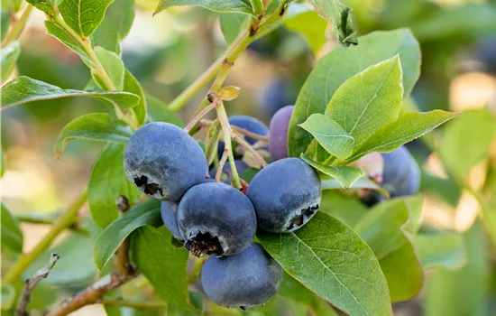 Vaccinium corymb. 'Bluecrop' CAC
