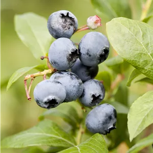 Vaccinium corymb.'Goldtraube' CAC