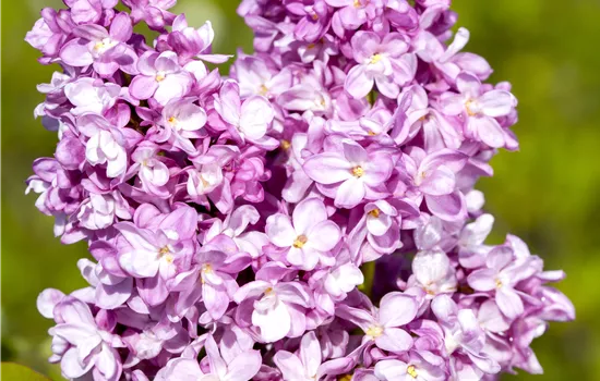 Syringa vulgaris 'Andenken an Ludwig Späth'