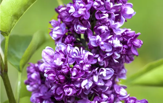 Syringa vulgaris 'Charles Joly'