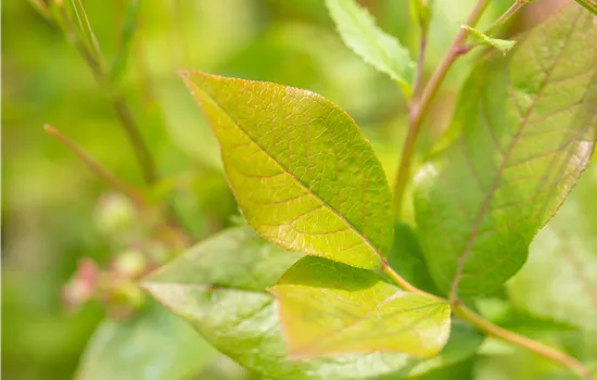 Vaccinium corymb. 'Patriot' CAC