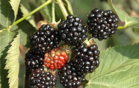 Rubus frut.'Black Satin' CAC